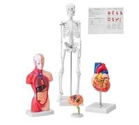 set de 4 modèles anatomiques du corps humain - squelette complet, organe complet, cœur, cerveau - Modèle détachable pour étudiants en médecine, médecins & enseignants