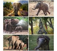 Set de 6 cartes postales animaux ELEPHANTS avec 6 motifs d'éléphants différents par Edition Colibri