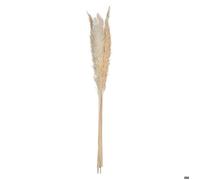 JJA 6 TIGES Fleurs SÉCHÉES Pampa Naturelle 65CM Beige