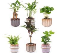 Set de 6 plantes d'intérieur + set de pots en céramique Barcelona - compact & élégant - Hedera Helix, Fougère, Coffea Arabica, Palmier de montagne, Ficus Ginseng Bonsai, Mini-Palmier