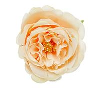 Set de 6 Ronds de Serviette Décoratifs en Forme de Fleur, (Champagne)