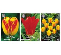 Set de bulbes de qualité supérieure hollandaise avec 3 variétés, 30 pièces - Tulipes Buttercup - Red Emperor - Banja Luka
