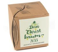 Set de culture cadeau "TON SAPIN DE NOËL 2033", graines de sapin Nordmann pour planter votre propre sapin de Noël, y compris un pot en coco compostable et un substrat.