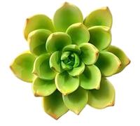 Set de Imanes de Nevera de Flores y Suculentas 3D Lindos, Imanes de Nevera de Flores Realistas Para Decoración de Cocina, Regalo de Día de la Madre，Suculenta