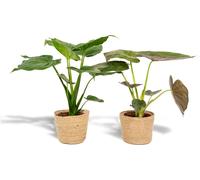 Set de plantes d'intérieur Alocasia Cucullata + Alocasia Wentii - Ø19 cm - ↕60 cm - Set de 2 - Purificateur d'air - Design tropical - Avec panier Selin