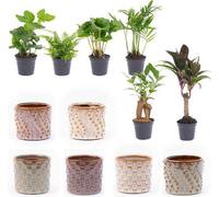 Set de plantes d'intérieur - set de 6, y compris "Set de pots Madrid" - diversité de plantes pour votre maison