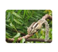 Set de Table Souple Dessous en liège Napperons Écureuil Chipmunk dans la forêt Vie Sauvage Animal - Grand Format 39,5 x 28,5 cm
