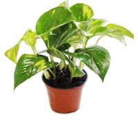 Set de treillis pour la chambre avec 3 plantes - 9cm