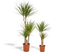 Set Dragonnier - Dracaena - 2 plantes d'intérieur - ↨120cm & 70cm - Ø21cm & Ø17cm - Plantes vertes purificatrices d'air - Entretien facile - Frais de la pépinière