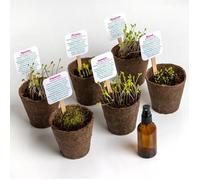 Set Flower Power Piante Da Interno Multicolore