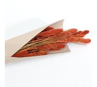 Setaria - Bouquet de fleurs séchées - 100 g - 74 cm - Décoration d'intérieur - Herbe de roseau - Décoration de table - Automne - Anniversaire - Mariage - Accessoire de maison (orange brûlé)