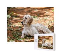 Setter Anglais Automne Animaux de Compagnie Chiens Anglais,Puzzle Familial en Bois de 500 pièces pour Adultes et Adolescents, décoration d'intérieur