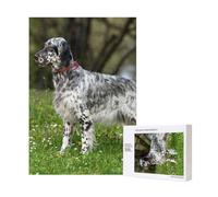 Setter Anglais Pelouse Animaux Chiens Setter Anglais,Puzzle Familial en Bois de 300 pièces pour Adultes et Adolescents