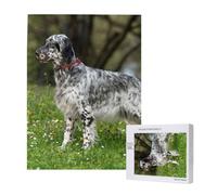 Setter Anglais Pelouse Animaux Chiens Setter Anglais,Puzzle Familial en Bois de 500 pièces pour Adultes et Adolescents