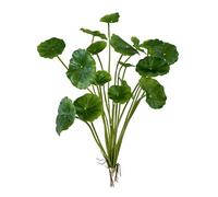 Seven 7 Plantes d'intérieur vivantes pour décoration de tournesol à suspendre (vert, taille unique)