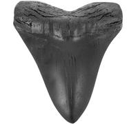 SEWACC Dent de Mégalodon en Résine 15 CM Réplique Réaliste Fossile Préhistorique Spécimen Décoratif Éducatif pour Collection et Décoration Intérieure