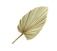 SEWACC Feuille de Palmier Séchée Naturelle Vert Olive, Décoration d'Arche de Mariage 1 Pièce, Feuille Décorative pour Vitrine et Disposition de Mariage, Plante Séchée pour Intérieur et