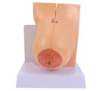 SEWACC Modèle Anatomique Médical du Sein Féminin en PVC Taille Moyenne Modèle Éducatif Réaliste et Flexible pour Enseignement en Écoles de Médecine et Formation Professionnelle