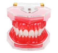 SEWACC Modèle Pédagogique Amovible en Résine Modèle de Dents Implantables pour Entraînement et Démonstration Outil Éducatif Réaliste pour Formation Bucco- et Pratique du Brossage des