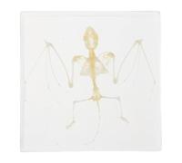 SEWACC Spécimen de Chauve-souris Mini Modèle Acrylique Ambiance Halloween | Recherche et Collection, Os Détaillés, à Exposer, Présent de Fête, Style Artisanal Unique