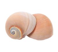SEWOART 2 Pièces Ornements d'aquarium Petit coquilles d'aquarium décoration Marine Décoration Aquarium Décor Naturel Coquille de conque décorations de conques Naturelles Light Brown