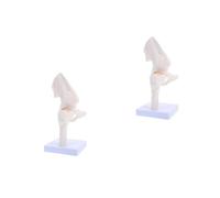 Sewroro 2 Pièces Modèle Anatomique de Squelette Humain en Pvc Blanc, Aide Pédagogique Réaliste et Facile à Nettoyer, pour Laboratoires et Institutions Éducatives