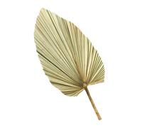 Sewroro Feuille de Palmier Séchée Naturelle Grosse Taille, Décoration Murale pour Mariage et Fête, Accessoire Photo Feuilles de Plante Séchée Vert Olive, Décor Floral d'Intérieur Solide