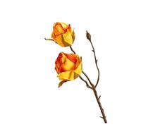 SFCHEN Bouquet de roses brûlées à sec, branche de fleurs artificielles, accessoires de maison, décoration de jardin, fleurs de mariage, 2 têtes, 5 pièces par lot (orange)