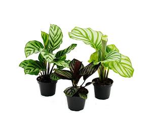 Shadow plants set of 3 - with unusual leaf pattern - Calathea - 7cm pot - approx. 20cm high