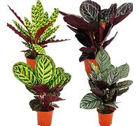 Shadowplant - Set of 4 different Plants - 14cm pot - 45-50cm tall