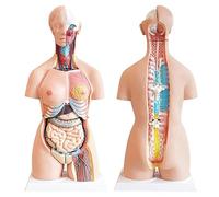 SHANRROW Torse Humain Grandeur Nature, modèle de Corps Humain, Anatomie, 85 cm, poupée avec Organes Amovibles, 23 pièces, Torse Humain 3D, modèles anatomiques pour étudiants, étude, Formation