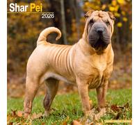 Shar Pei Calendar 2026 Square Dog Breed Wall Calendar - 16 Month