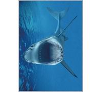 Shark Rapis pour Kids Room - Shark Rugs - Ocean Animal Home Decor, Blue Carpet, Marine Life Rome Decor, Non-Glisser Grand Tapis, Tapis Lavable, Tapis Antidérapant De La Zone De Pile, 180 X 240 Cm