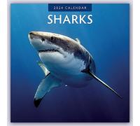 Sharks 2024 Square Wall Calendar