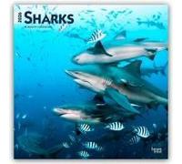 Sharks 2026 Square Flap Calendar Calendar Book