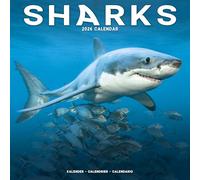 Sharks Calendar 2026 Square Animal Wall Calendar - 16 Month