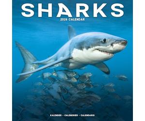 Sharks Calendar 2026 Square Animal Wall Calendar - 16 Month