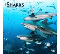 Sharks | Calendrier mural mensuel carré 2026 30,5 x 61 cm | Sans plastique | BrownTrout | Animaux marins sauvages, poissons