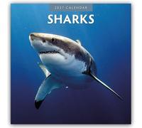 Sharks - Haie 2027 - 16-Monatskalender: Original Red Robin Publishing Ltd-Kalender [Mehrsprachig] [Kalender]