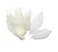 Sharplace de Squelette Pressées Séchées Vraies Feuilles de Magnolia Grandes pour Scrapooking Arts Artisanat Bricolage Embellissements (1, blanc, comme décrit