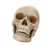 Sharplace échelle 1/1 Réplique os crânien Crâne Squelette Résine Mâchoire Détachable Déco Gothique d'horreur, Beige Antique, 21 x 13 x 6cm