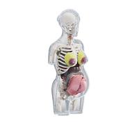 Sharplace Kit de puzzle scientifique de modèle de corps humain Figure de torse de grossesse Modèle d'anatomie de torse de grossesse Kit d'assemblage