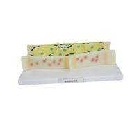 Sharplace Modèle de Cellule Végétale, Modèle Cellulaire de Biologie Agrandi pour L'enseignement En