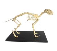 SHCHNA Outil D'enseignement Vétérinaire Modèle De Squelette Chien avec Support en Plastique for l'enseignement Vétérinaire pour Animaux