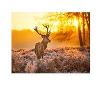 SHEGZHUC Peinture diamant 50 x 40 cm Cerf Chevreuil Coucher de soleil Diamond Painting Animaux Diamond Painting Paysage Diamant Peinture Broderie Point de Croix Images Cadeau Décoration Murale