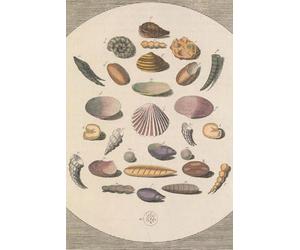 Shells Sketchbook: 120-Page Sketchbook Featuring the Artwork “Mollusc Shells” by Martin Frobenius Ledermüller