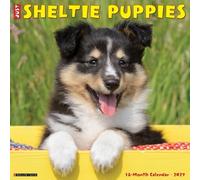 Sheltie Puppies 2027 Wall