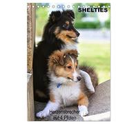 SHELTIES Herzensbrecher auf 4 Pfoten (Tischkalender 2026 DIN A5 hoch), CALVENDO Monatskalender: Mit ihrem fröhlichen Wesen erobert die kleine Hütehundrasse das Herz eines Hundefreundes im Nu.