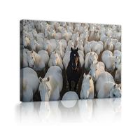 SHENGPOSTER Photographie animalière Images d’art pour le salon Chevaux blancs entourés de chevaux noirs Toile Art mural Oeuvre moderne Bureau à domicile Décor 30x40cm Cadre intérieur