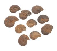 SHERCHPRY 10 Spécimens D'ammonites Naturelles pour Décoration et Usage Pédagogique, Fossiles Marins de 10 Pièces en Brun, Modèles D'ammonites Éducatifs pour Collection et Enseignement